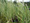Csíkos gyékény (Typha latifolia 'variegata')